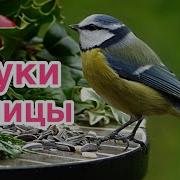 Звуки Синицы В Высоком Качестве