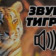 Звуки Тигра