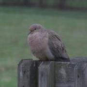 Mourning Dove Coo