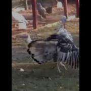 Танец Индюшат