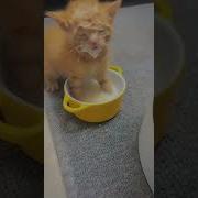 Кот Пьёт Молоко