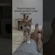 Мурчание Парня