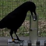 Crows