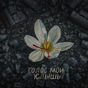 Луч Солнца Золотого Баста Минус