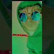 На Дискотеку Котик