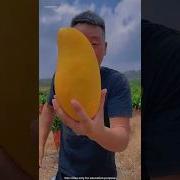 Acha Mango