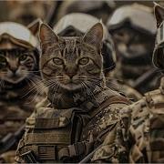 Cat War 1