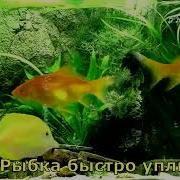 Рыбка Плавает В Водице