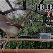 Cikris Gacor Variasi Durasi Pendek