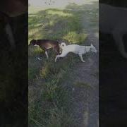 Anjing Kawin Denganmanusia
