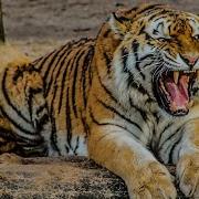 Jawan Leopard Sounds