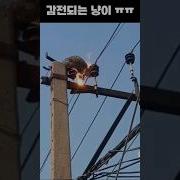 귤냥이와 친구들 고양이 처ㅣ조 송