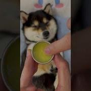 剧情助眠