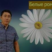 Азамат Исенгазин Белые Ромашки