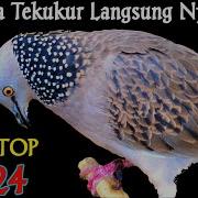 Suara Burung Balam