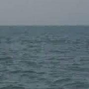 Dolphin Collins Goa