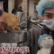 Озвучка Котов