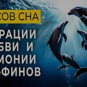 Шум Моря Спокойного И Дельфинов