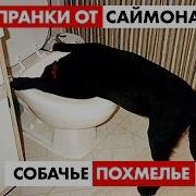 Собачье Похмелье Пранки От Саймона