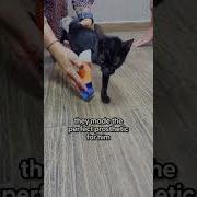 Kedi