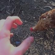 Howtobasic Chicken