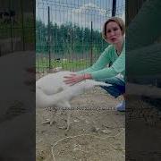 Индюк И Индюшка