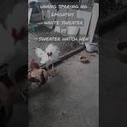 White Kelso V S Bulik First Sparring