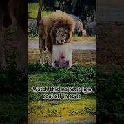 Lionbeats