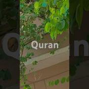 Majeed