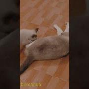 Pengen Nenen