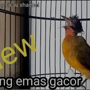 Kutilang Mas Gacor