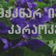 Damjknar Iebs Karaoke