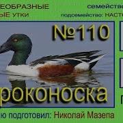 Широконоска Утка Голоса Птиц