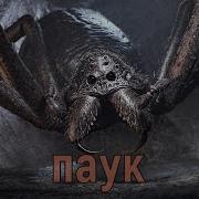 Паук Страшные Истории