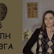 Мозговые Волны Человека