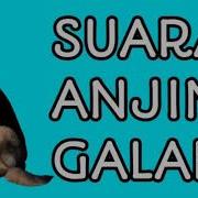 Suara Anjing Galak