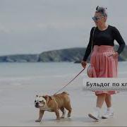 На Английском Песенка Бульдог По Кличке Дог