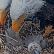 Eagle Live