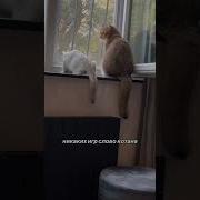 Слова Котана