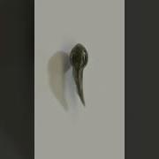 Metamorphosis Minus