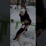 Под Окном Моим Сохнет Деревце Под Гармонь
