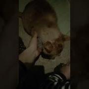 Камышовый Кот Иван Иваныч