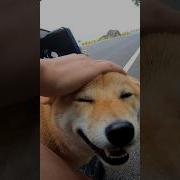 可爱过敏源车