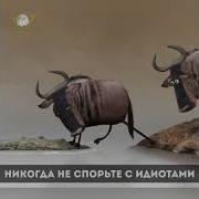 Никогда Не Спорьте С Идиотами