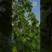 Константин Иванов Ырыалара