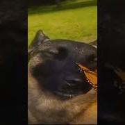 A Dog With A Butterfly On Its Nose