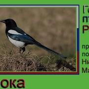 Сорока Звук