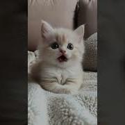 Kitty Sorry