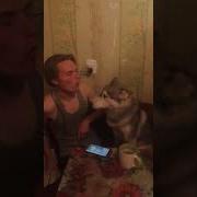 Вой Хаски