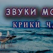 Звуки Природы Шум Моря И Чайки